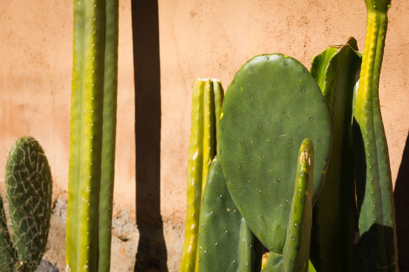 Products For Cactus Removals in use