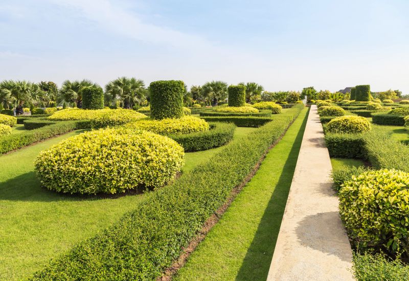 Garden with Symmetrical Shrubs