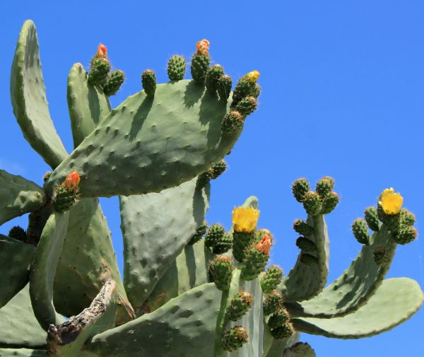 Cactus Removal - Cactus Removal San Antonio, Texas